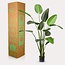 Kunstplant - Strelitzia Nicolai - Paradijsvogelbloem - 230cm
