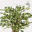 kunstplant - Ficus liana - Vioolbladplant - 140cm