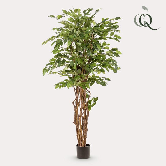 kunstplant - Ficus liana - Vioolbladplant - 170cm