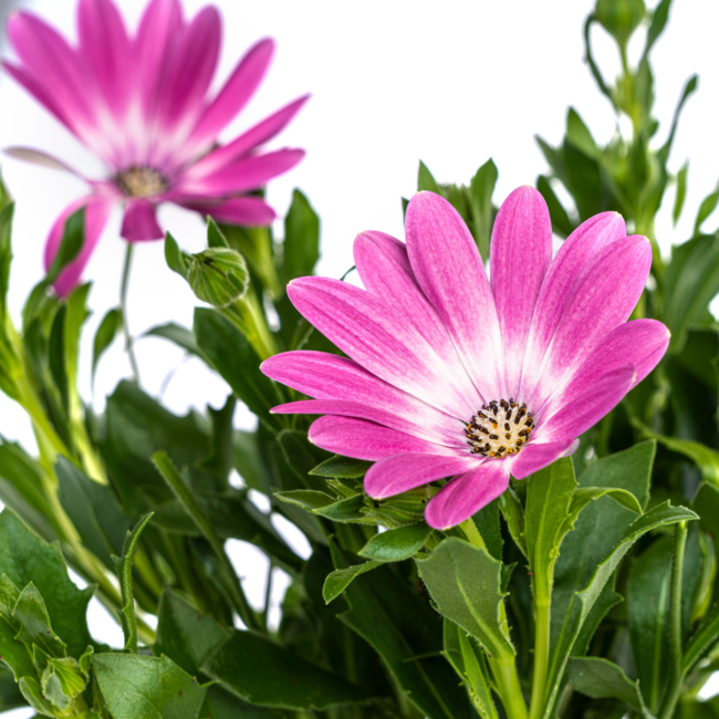 Osteospermum ecklonis Pink Ø12 cm - ↕20 cm