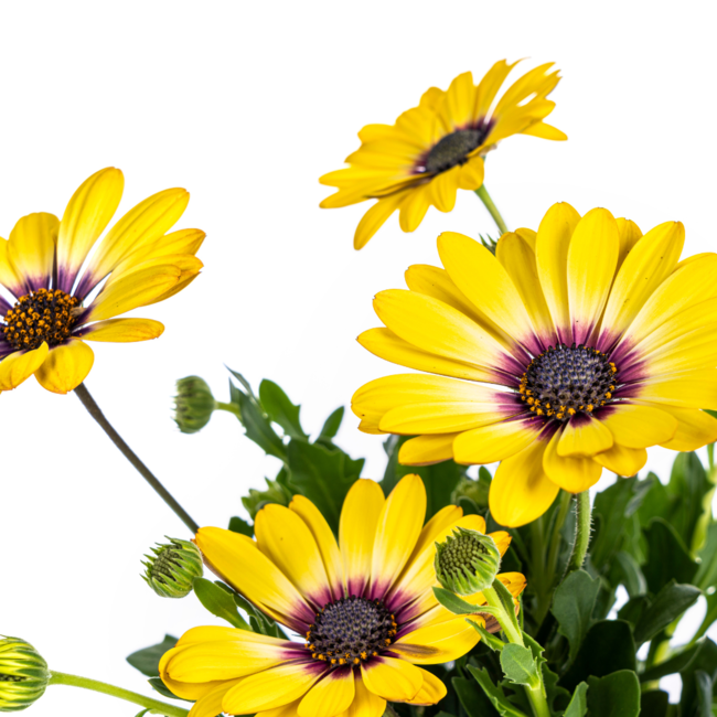 Osteospermum ecklonis Gelb Ø12 cm - ↕20 cm