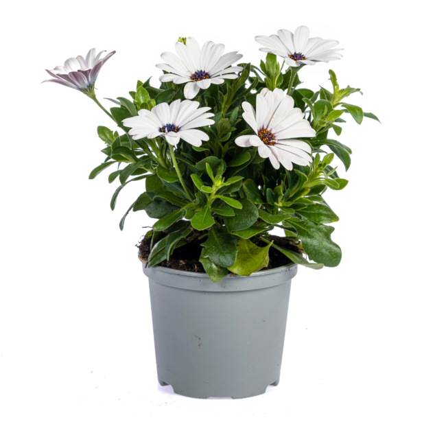 Osteospermum ecklonis Mix Ø12 cm - ↕20 cm