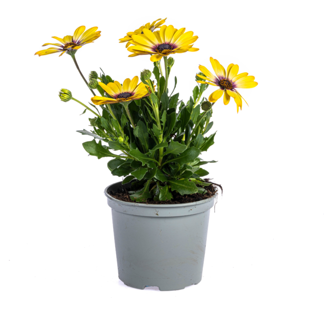 Osteospermum ecklonis Mix Ø12 cm - ↕20 cm