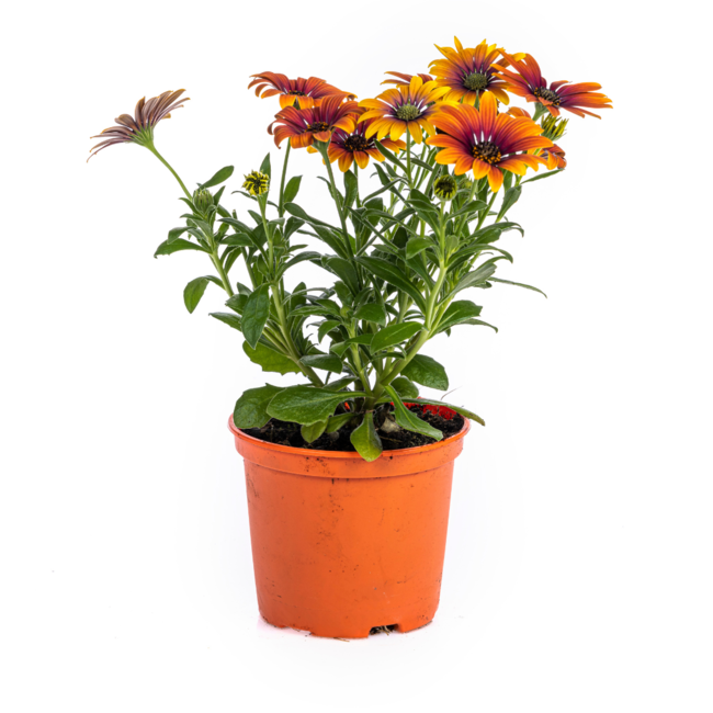 Osteospermum ecklonis Mix Ø12 cm - ↕20 cm