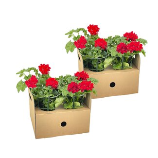 Pelargonium peltatum Rot Ø12 cm - ↕20 cm