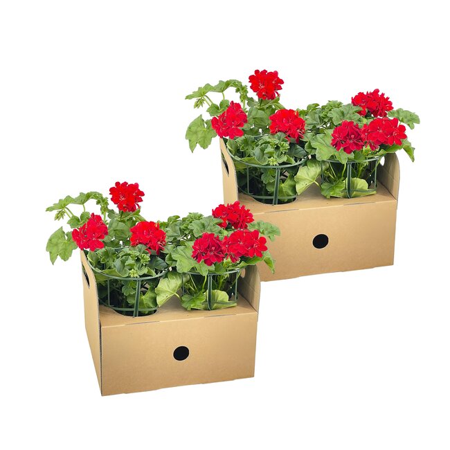 Pelargonium peltatum Rot Ø12 cm - ↕20 cm