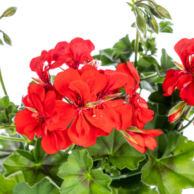 Pelargonium peltatum Rot Ø12 cm - ↕20 cm