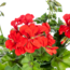 Pelargonium peltatum Rot Ø12 cm - ↕20 cm