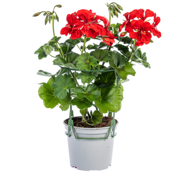 Pelargonium peltatum Rot Ø12 cm - ↕20 cm