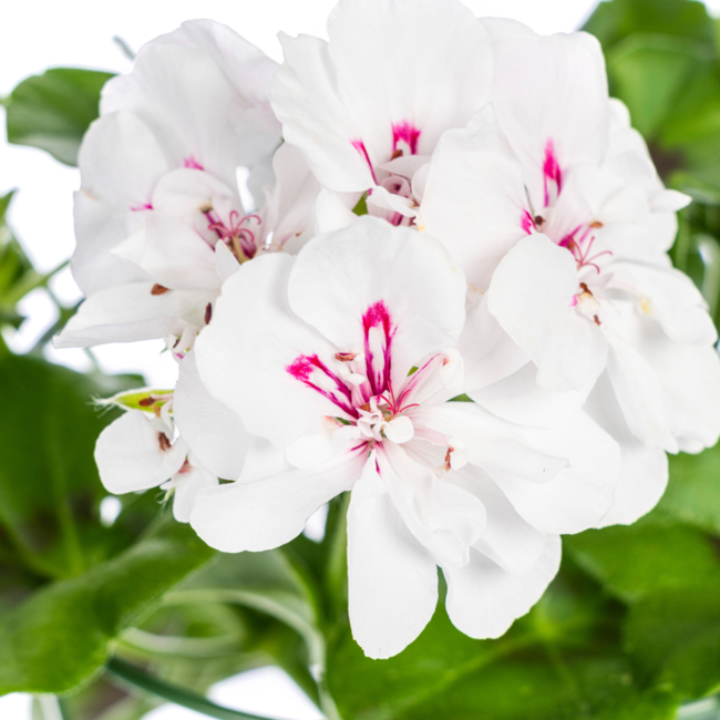Pelargonium peltatum Weiß Ø12 cm - ↕20 cm