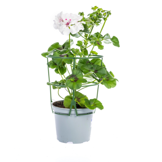 Pelargonium peltatum Weiß Ø12 cm - ↕20 cm