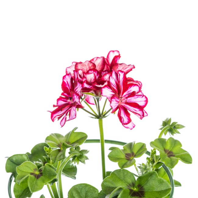 Pelargonium peltatum Mexica Ruby Ø12 cm - ↕20 cm