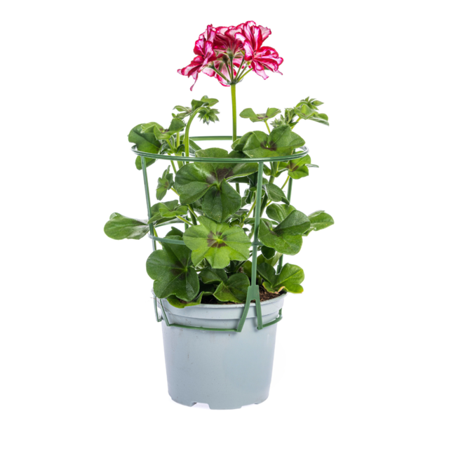 Pelargonium peltatum Mexica Ruby Ø12 cm - ↕20 cm
