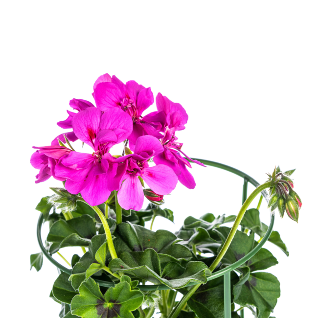 Pelargonium peltatum Violet Ø12 cm - ↕20 cm