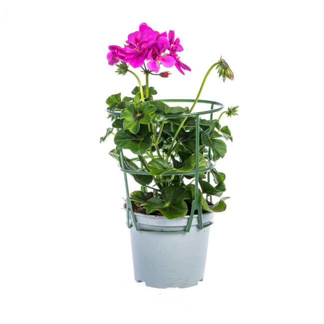 Pelargonium peltatum Violet Ø12 cm - ↕20 cm