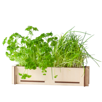 Kruidenpost - Peterseliezaadjes en bieslookzaadjes, incl. houten kweekbakje