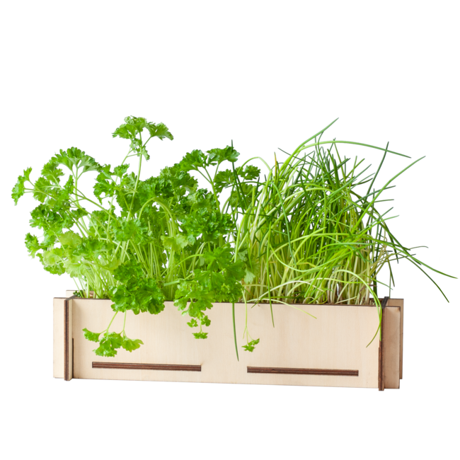 Kruidenpost - Peterseliezaadjes en bieslookzaadjes, incl. houten kweekbakje