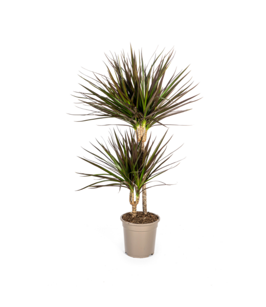 Dracaena Marginata Magenta Ø19cm - ↕70-90cm