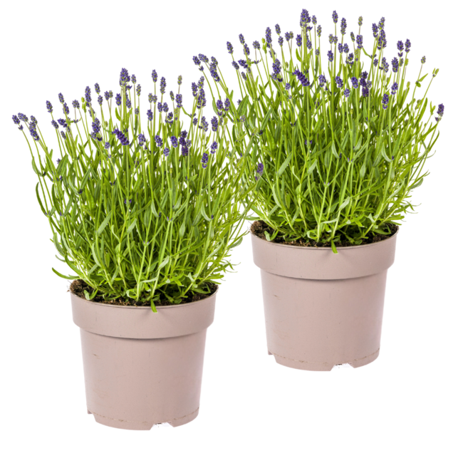 2x Lavandula angustifolia Ø19cm - ↕40 - 50cm