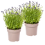 2x Lavandula angustifolia Ø19cm - ↕40 - 50cm
