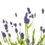 2x Lavandula angustifolia Ø19cm - ↕40 - 50cm
