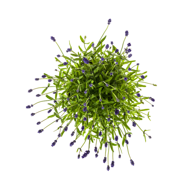2x Lavandula angustifolia Ø19cm - ↕40 - 50cm
