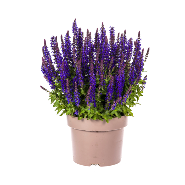 Salvia nemorosa Ø19cm - ↕50 - 60cm