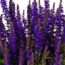 Salvia nemorosa Ø19cm - ↕50 - 60cm