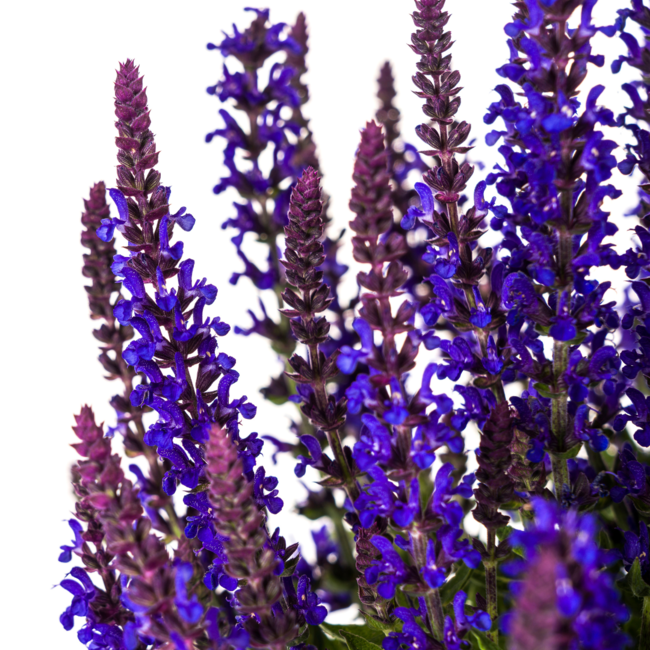 Salvia nemorosa Ø19cm - ↕50 - 60cm