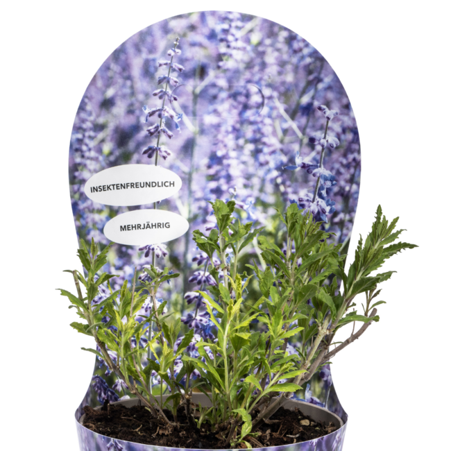 Perovskia atriplicifolia mit Potcover Ø19cm - ↕30 - 40cm