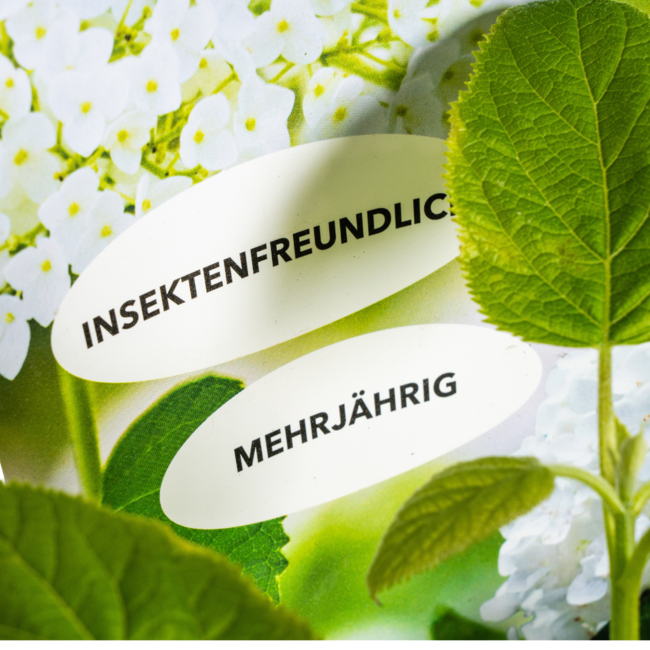 Hydrangea arborescens Annabelle Potcover - Ø19cm ↕30 - 40cm