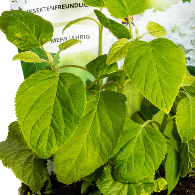 Hydrangea arborescens Annabelle Potcover - Ø19cm ↕30 - 40cm