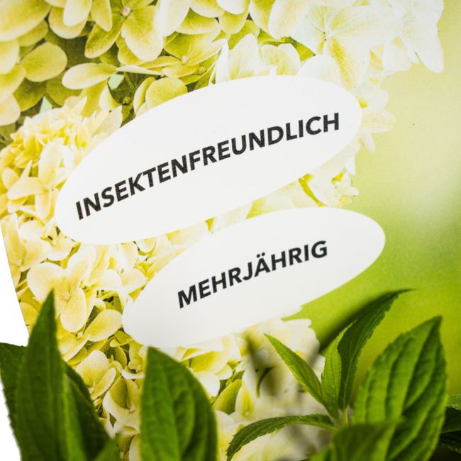 Hydrangea paniculata Magical Candle Potcover Ø19cm - ↕30 - 40cm