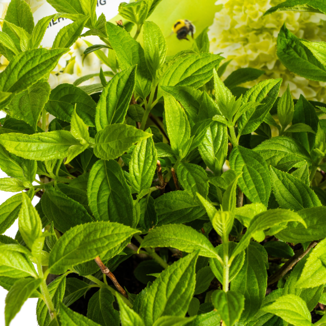 Hydrangea paniculata Magical Candle Potcover Ø19cm - ↕30 - 40cm