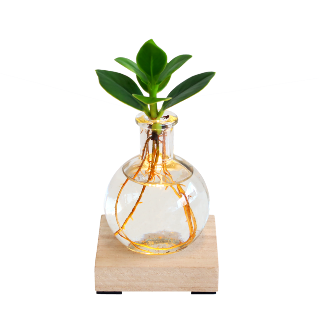 Glowplant - Clusia in vaasje met lampje