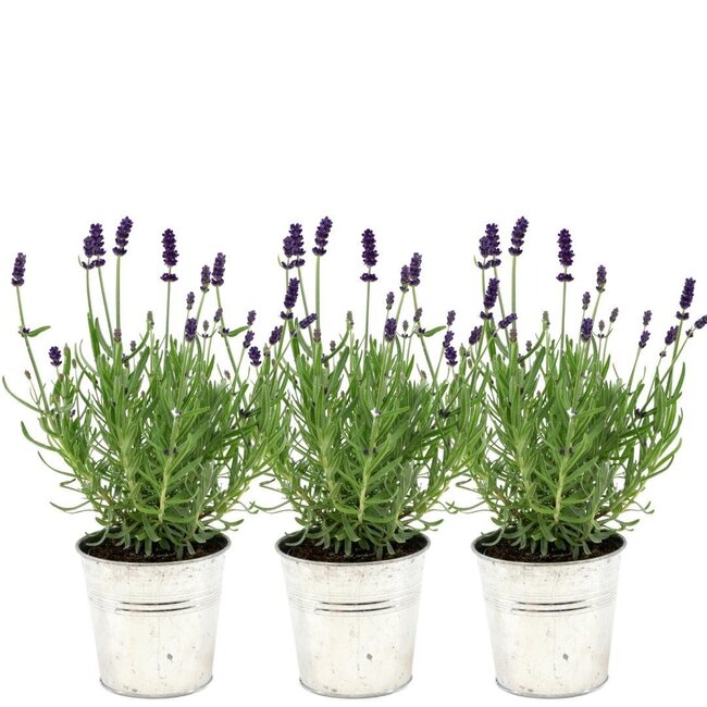 Lavandula angustifolia Felice® in 'Old Look' sierpot - 13 cm pot - set van 3 echte Lavendels in Sierpot