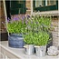 Lavandula angustifolia Felice® in 'Old Look' sierpot - 13 cm pot - set van 3 echte Lavendels in Sierpot
