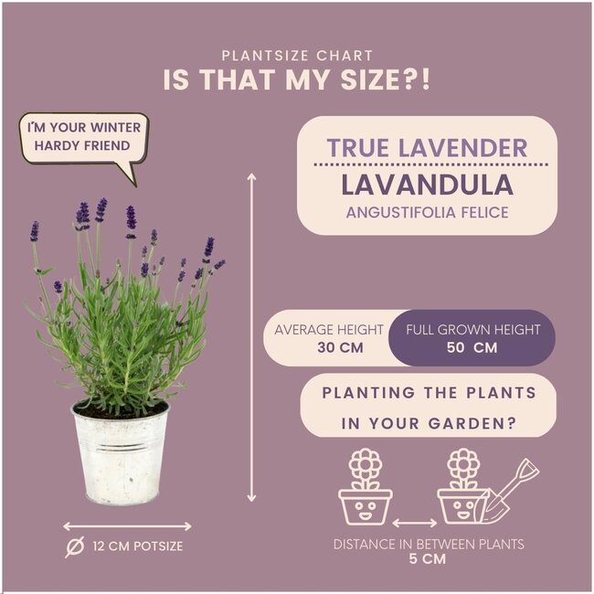 Lavandula angustifolia Felice® in 'Old Look' sierpot - 13 cm pot - set van 3 echte Lavendels in Sierpot