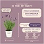 Lavandula angustifolia Felice® in 'Old Look' sierpot - 13 cm pot - set van 3 echte Lavendels in Sierpot