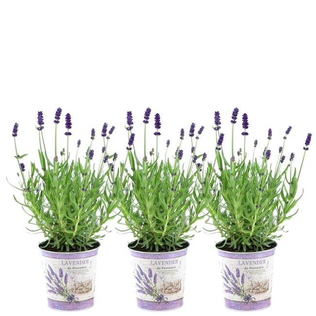 Lavandula angustifolia Felice® in 'Lavendelprint' sierpot - 13 cm pot - set van 3 echte Lavendels in Sierpot