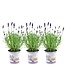 Lavandula angustifolia Felice® in 'Lavendelprint' sierpot - 13 cm pot - set van 3 echte Lavendels in Sierpot