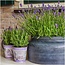 Lavandula angustifolia Felice® in 'Lavendelprint' sierpot - 13 cm pot - set van 3 echte Lavendels in Sierpot