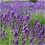 Lavandula angustifolia Felice® in 'Lavendelprint' sierpot - 13 cm pot - set van 3 echte Lavendels in Sierpot