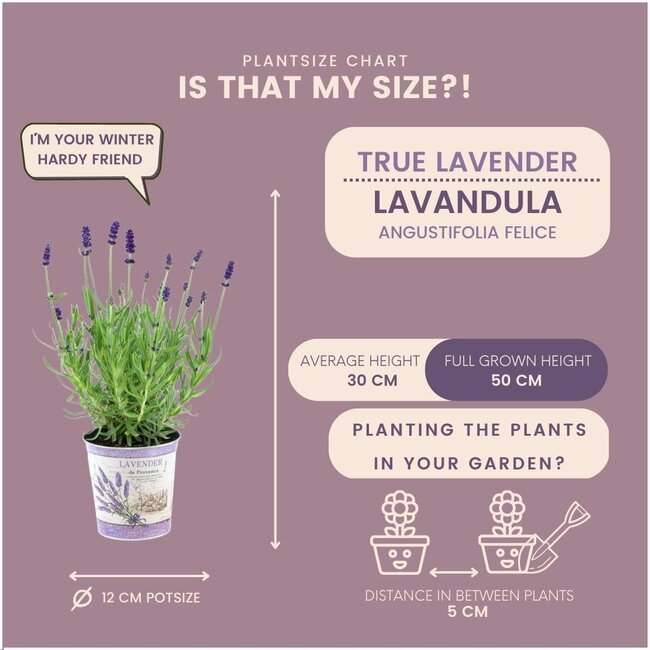 Lavandula angustifolia Felice® in 'Lavendelprint' sierpot - 13 cm pot - set van 3 echte Lavendels in Sierpot
