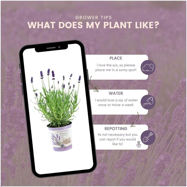 Lavandula angustifolia Felice® in 'Lavendelprint' sierpot - 13 cm pot - set van 3 echte Lavendels in Sierpot