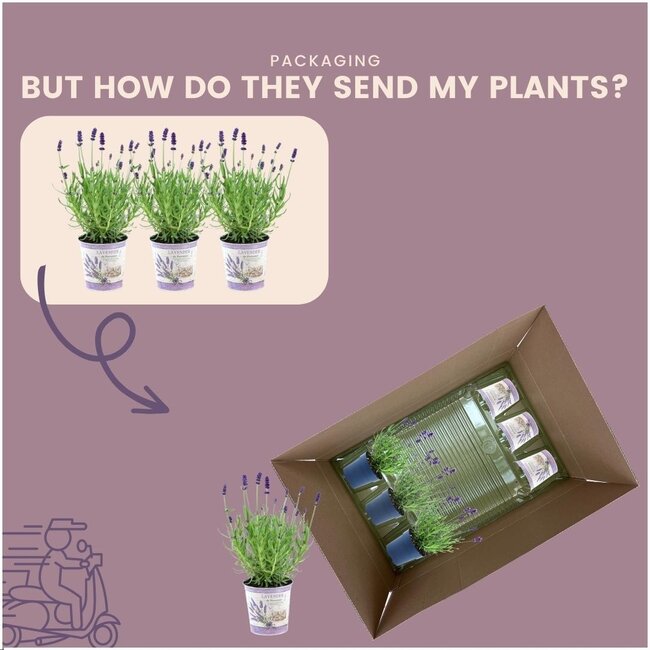 Lavandula angustifolia Felice® in 'Lavendelprint' sierpot - 13 cm pot - set van 3 echte Lavendels in Sierpot