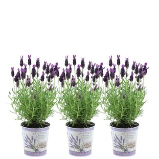 Lavandula stoechas Anouk® in 'Lavendelprint' sierpot - 13 cm pot - set van 3 Franse Lavendels in Sierpot