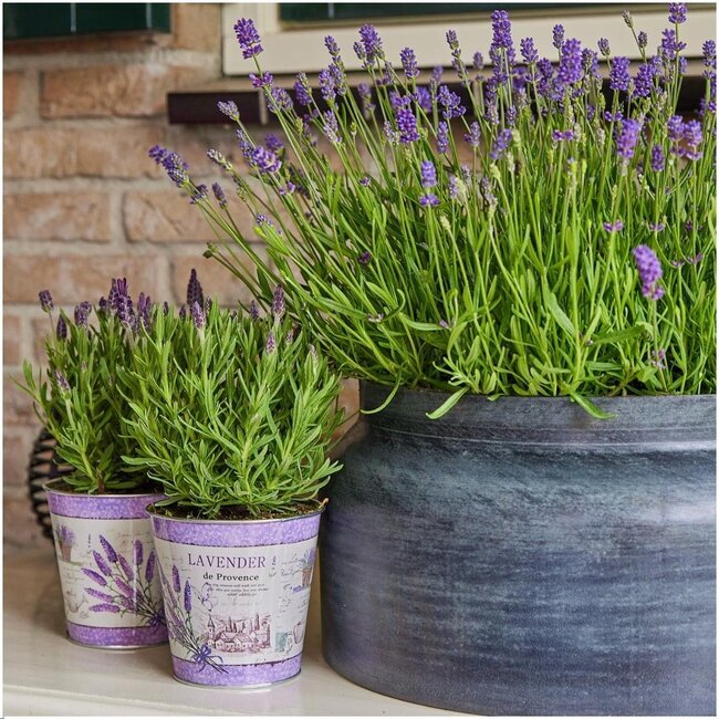 Lavandula stoechas Anouk® in 'Lavendelprint' sierpot - 13 cm pot - set van 3 Franse Lavendels in Sierpot