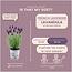 Lavandula stoechas Anouk® in 'Lavendelprint' sierpot - 13 cm pot - set van 3 Franse Lavendels in Sierpot