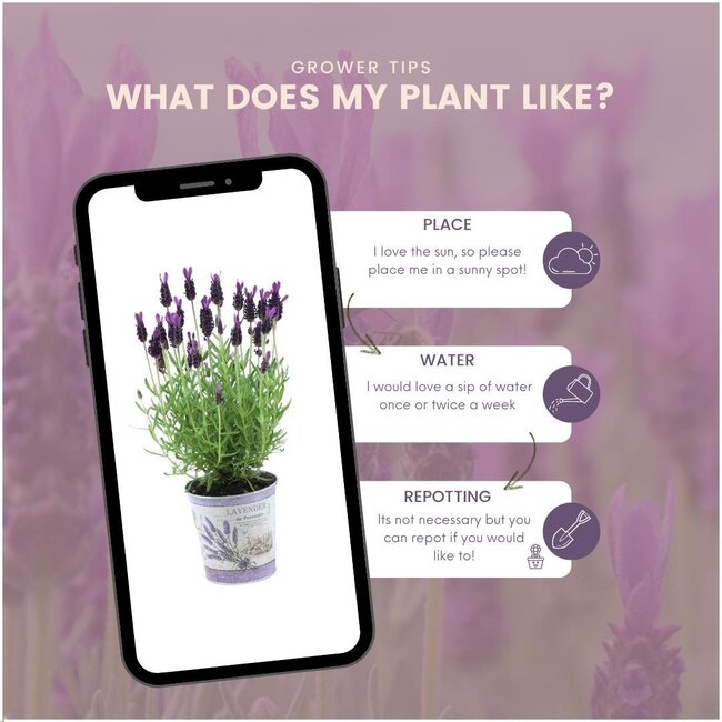 Lavandula stoechas Anouk® in 'Lavendelprint' sierpot - 13 cm pot - set van 3 Franse Lavendels in Sierpot